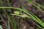 Cattail sedge